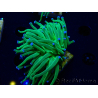 WYSIWYG Euphyllia glabrescens (Mariculture acclimated under LED) 8L4