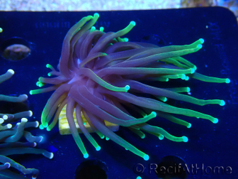 WYSIWYG Euphyllia glabrescens Nuclear Fusion (Mariculture acclimaté sous LED) 8L5