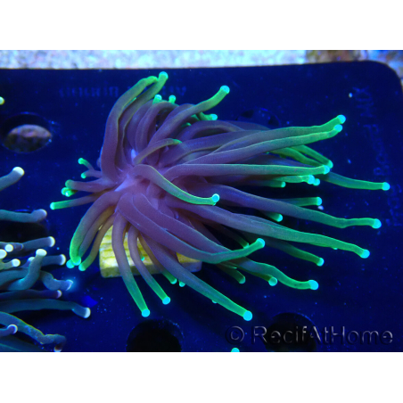 WYSIWYG Euphyllia glabrescens (Marikultur unter LED akklimatisiert) 8L5