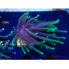 WYSIWYG Euphyllia glabrescens Nuclear Fusion (Mariculture acclimaté sous LED) 8L5
