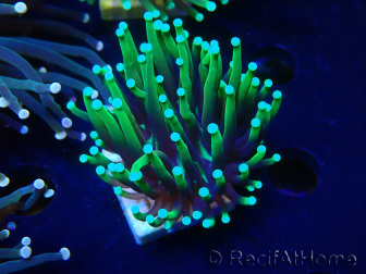 WYSIWYG Euphyllia glabrescens Nuclear Fusion (Mariculture acclimaté sous LED) 8L6