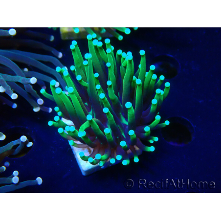 WYSIWYG Euphyllia glabrescens (Maricoltura acclimatata sotto LED) 8L6