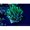 WYSIWYG Euphyllia glabrescens Nuclear Fusion (Mariculture acclimaté sous LED) 8L6