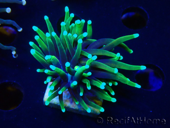 WYSIWYG Euphyllia glabrescens (Mariculture acclimaté sous LED) 8L7