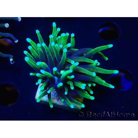 WYSIWYG Euphyllia glabrescens (Mariculture acclimated under LED)