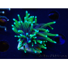 WYSIWYG Euphyllia glabrescens (Mariculture acclimaté sous LED) 8L7