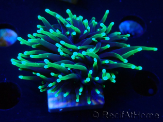 WYSIWYG Euphyllia glabrescens (Mariculture acclimaté sous LED) 8L8