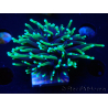 WYSIWYG Euphyllia glabrescens (Mariculture acclimaté sous LED) 8L8