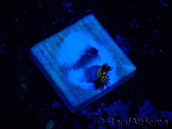 WYSIWYG - Zoanthus 14C2 Mariculture Indo Acclimaté sous led