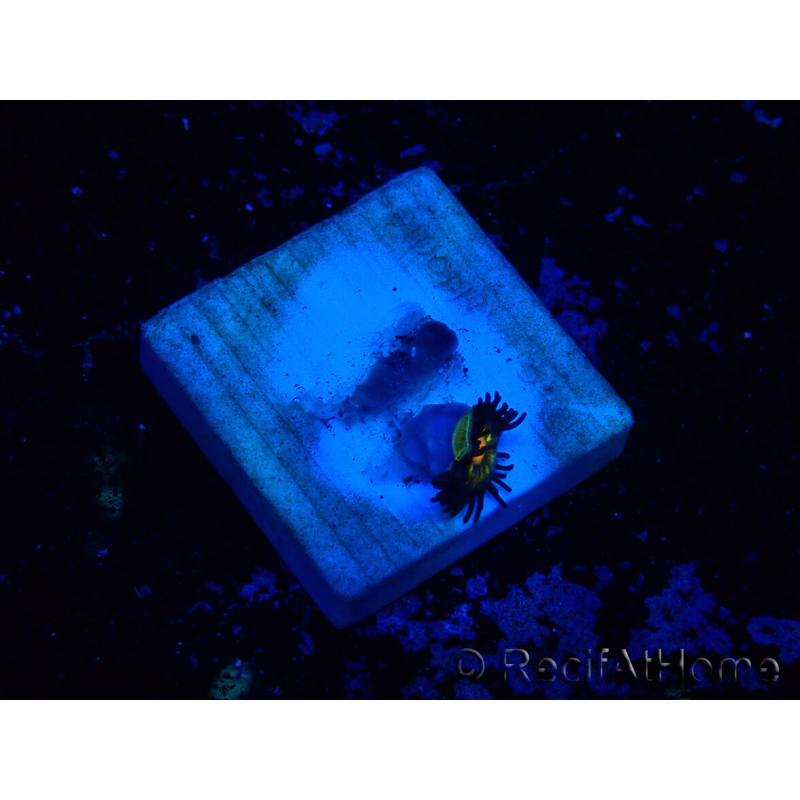 WYSIWYG - Zoanthus Mariculture Indo Acclimaté sous led
