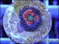 ZOA Everlasting Gobstoppers ULTRA au polype