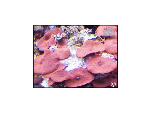 Discosoma cardinalis