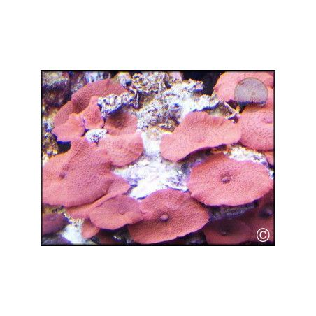 Discosoma cardinalis