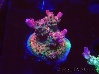 WYSIWYG- RAH Acropora Princess