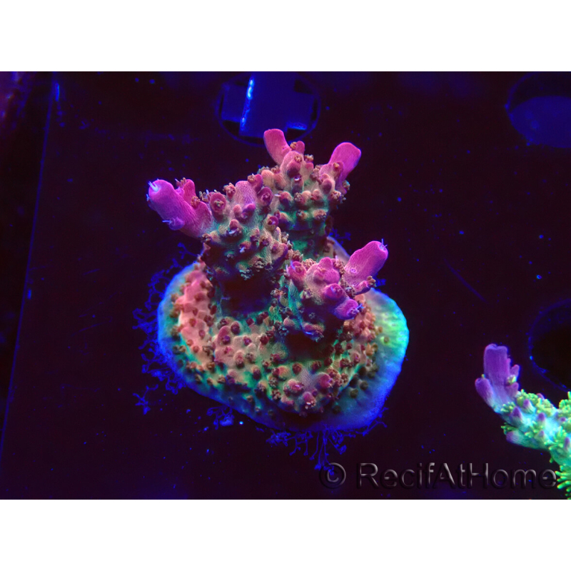 WYSIWYG- RAH Acropora Princess