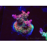 WYSIWYG- RAH Acropora Princess