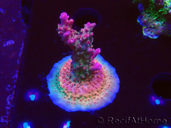 WYSIWYG- RAH Acropora Princess
