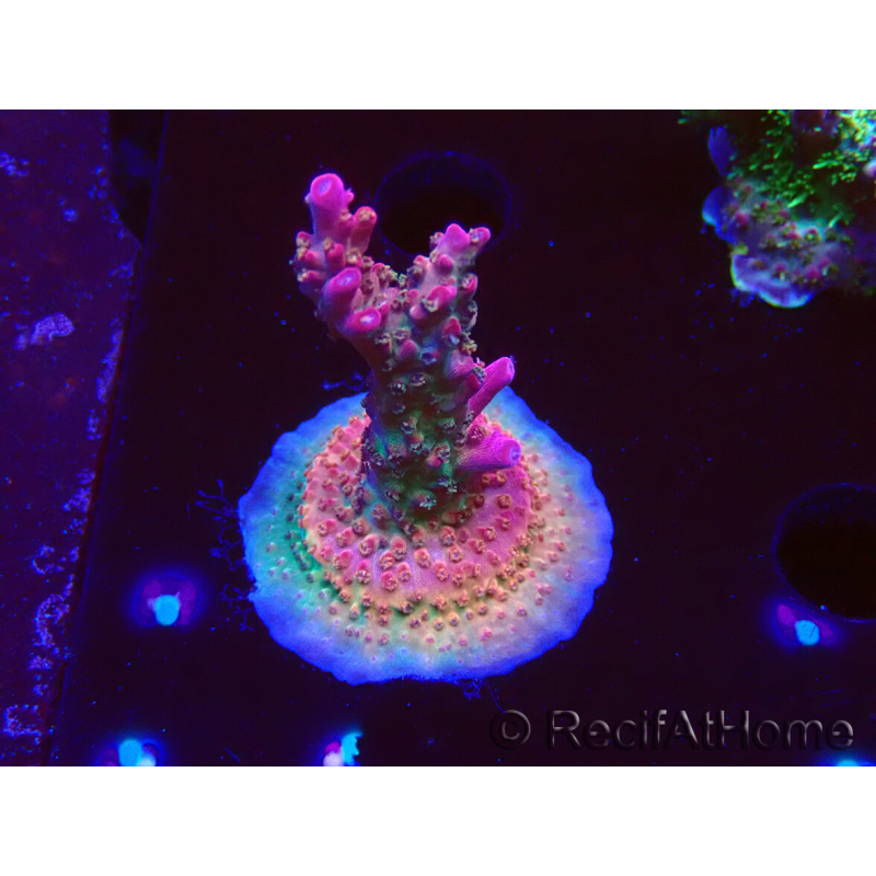 WYSIWYG- RAH Acropora Prinzessin