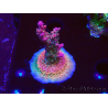 WYSIWYG- RAH Acropora Princesa