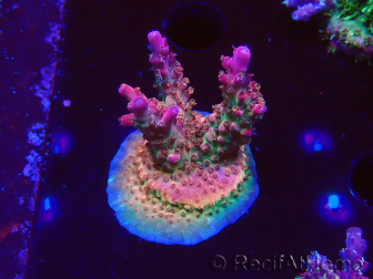WYSIWYG- RAH Acropora Princess 5A3