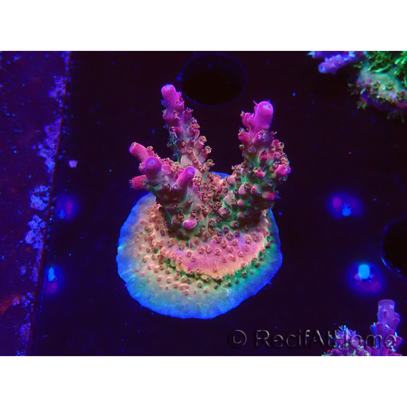 WYSIWYG- RAH Acropora Prinzessin