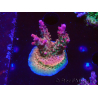 WYSIWYG- RAH Acropora Princess
