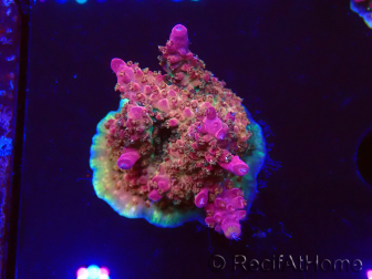 WYSIWYG- RAH Acropora Princess