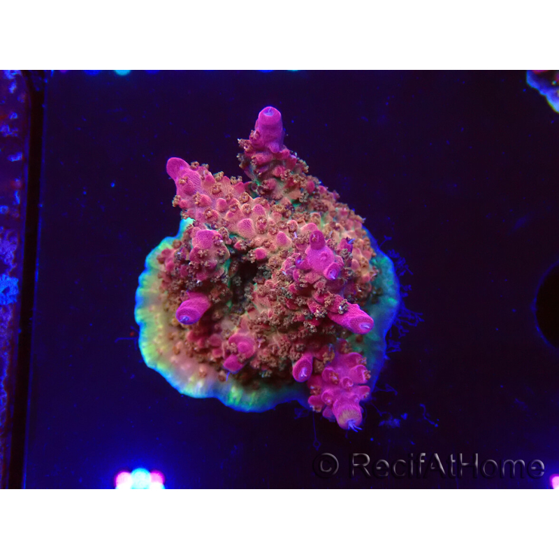 WYSIWYG- RAH Acropora Princess 5A4