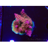 WYSIWYG- RAH Acropora Princess