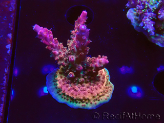 WYSIWYG - RAH Acropora Princess