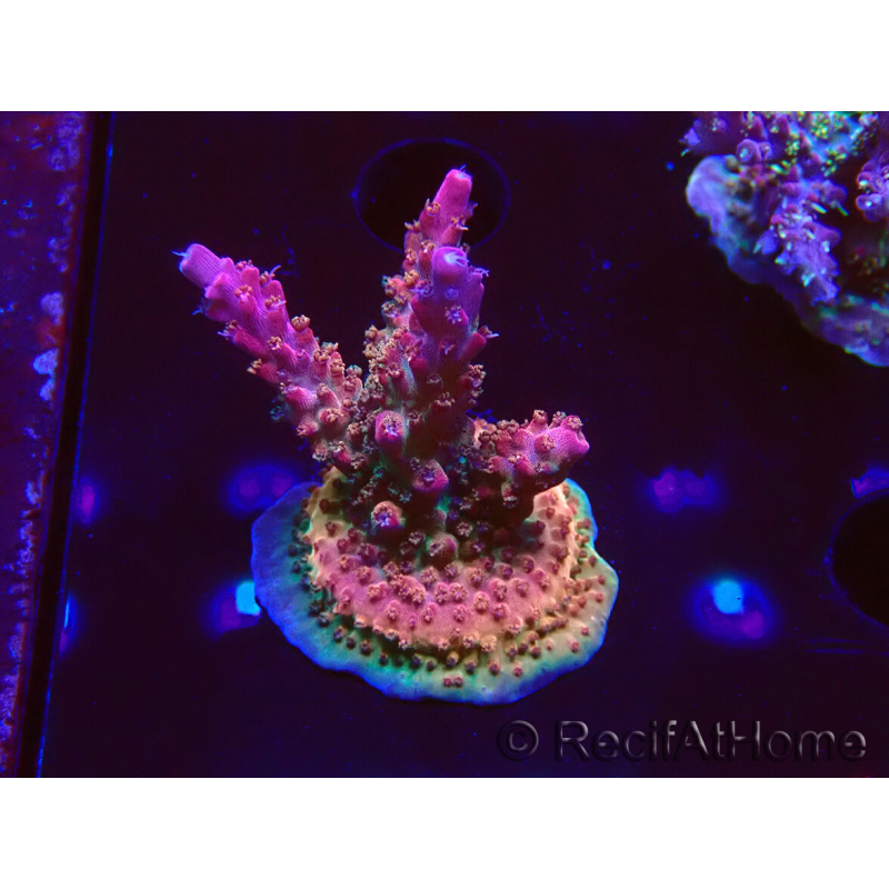 WYSIWYG- RAH Acropora Princess