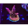 WYSIWYG- RAH Acropora Princess 5A5
