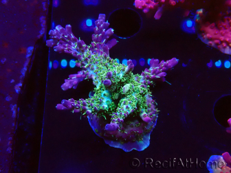 WYSIWYG- RAH Acropora Purple Haze 5B1