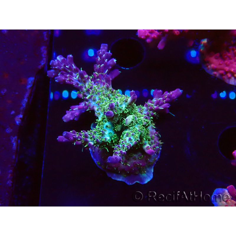 WYSIWYG- RAH Acropora Purple Haze 5B1