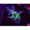 WYSIWYG- RAH Acropora Purple Haze 5B1