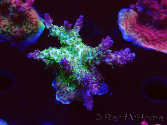 WYSIWYG- RAH Acropora Purple Haze 5B2