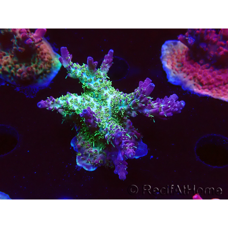 WYSIWYG- RAH Acropora Purple Haze