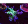 WYSIWYG- RAH Acropora Purple Haze