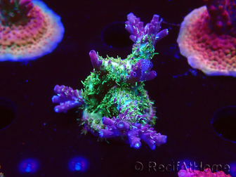 WYSIWYG- RAH Acropora Purple Haze