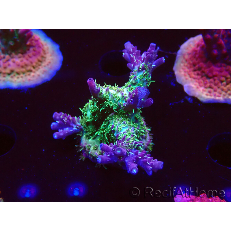 WYSIWYG- RAH Acropora Purple Haze