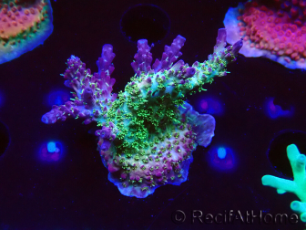 WYSIWYG- RAH Acropora Purple Haze 5B4