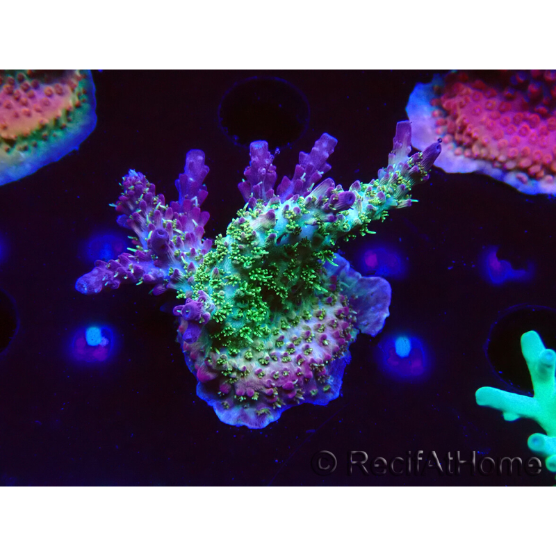 WYSIWYG- RAH Acropora Purple Haze