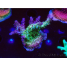WYSIWYG- RAH Acropora Purple Haze