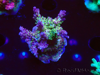 WYSIWYG- RAH Acropora Purple Haze