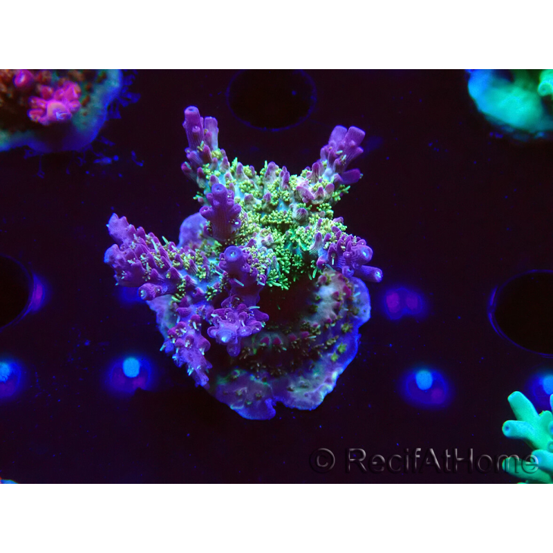 WYSIWYG- RAH Acropora Purple Haze 5B5