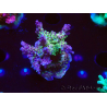 WYSIWYG- RAH Acropora Purple Haze