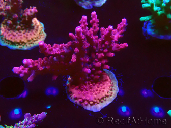WYSIWYG RAH Acropora Ghost Town 5D1