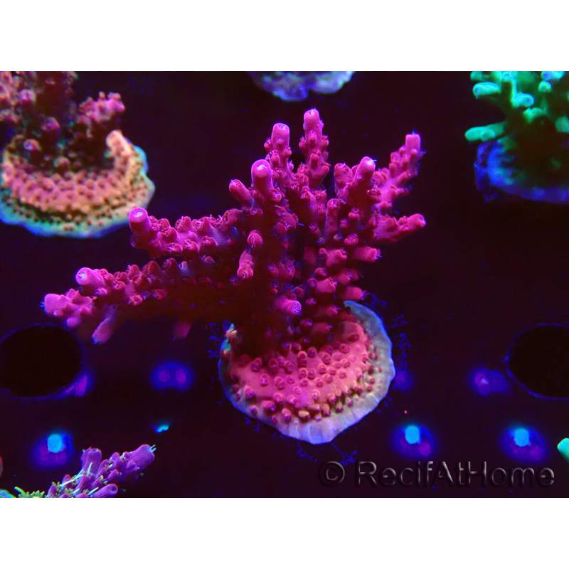 WYSIWYG Acropora millepora Pink