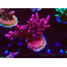 WYSIWYG Acropora millepora Rosa