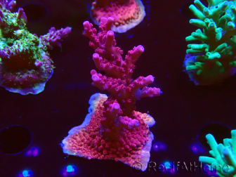 WYSIWYG RAH Acropora Ghost Town 5D2